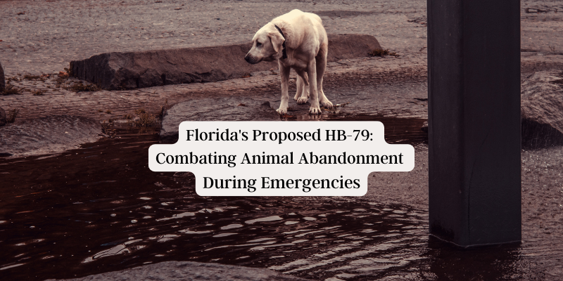 This bill is about more than punishment—it’s about protecting the voiceless. It’s about creating a future where every pet is given the chance to survive, no matter the circumstances. Florida's Proposed HB-79: Combating Animal Abandonment During Emergencies