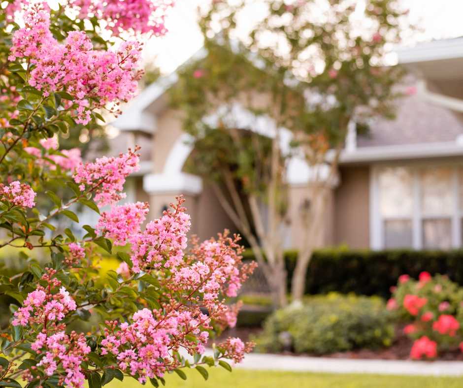 How adding rocks around trees in Florida can be harmful