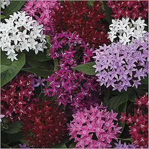 Pentas Pentas lanceolata