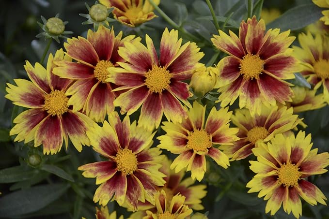 Coreopsis