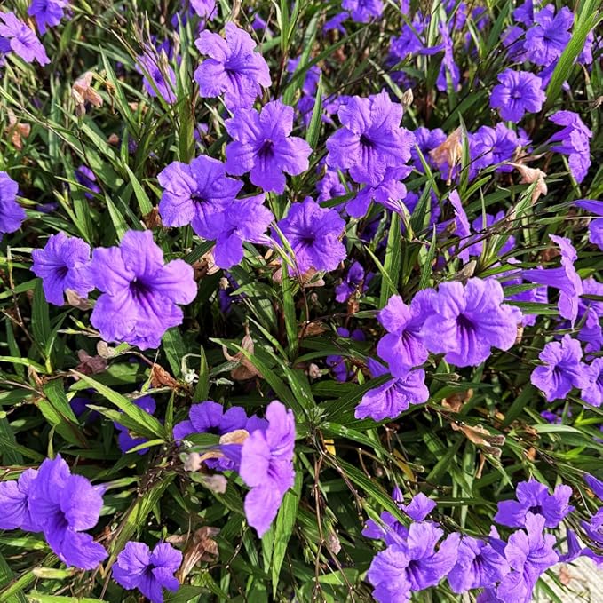 Mexican Petunia
