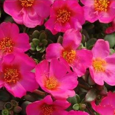 Portulaca
