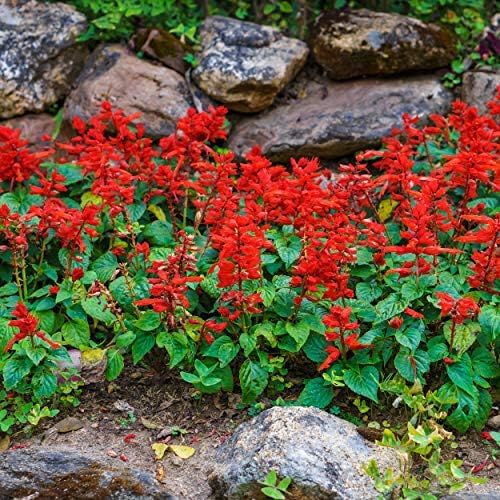 Salvia