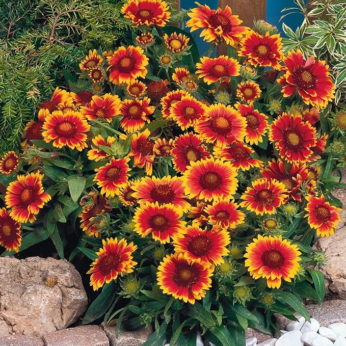 blanketflower
