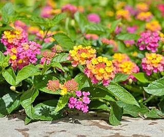 lantana