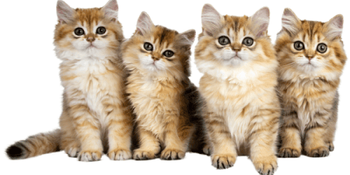 Murphy's Kittens - Palm Coast, Florida